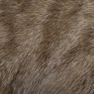 Photo Textures of Animal Skin